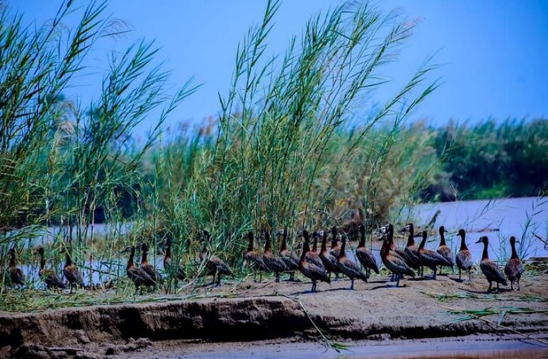 Rusizi National Park , Near Bujumbura, Bujumbura Rural, Burundi